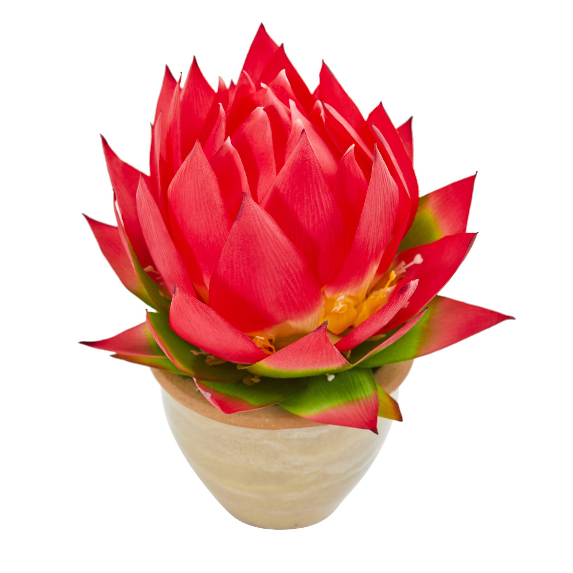 12" Red Musella Arrangement In Decorative Vase